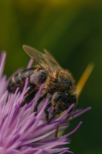 Genetics of Honey Bees in AR