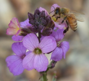 CATCH THE BUZZ – Haagen-Daz Honey Bee Haven