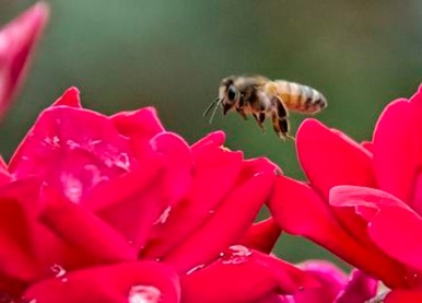 CATCH THE BUZZ- ‘Bee’ Kind, Planta Pollinator Garden This Year