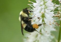 CATCH THE BUZZ- Green Bay, ‘Bee City USA’